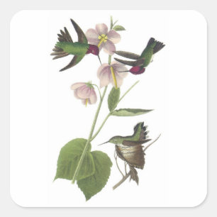 Anna's Hummingbird by Audubon Square Sticker