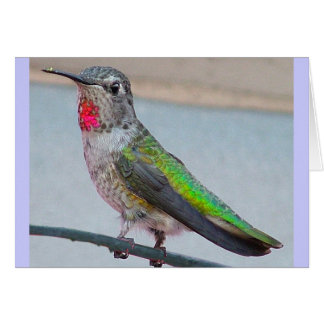 Anna's hummingbird - Card