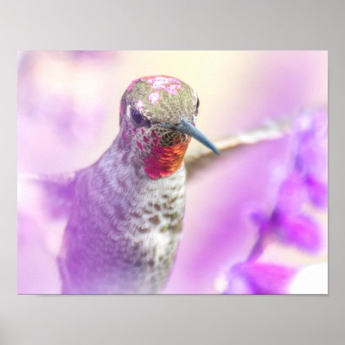 Annas Hummingbird Flying in Purple Flowers Poster