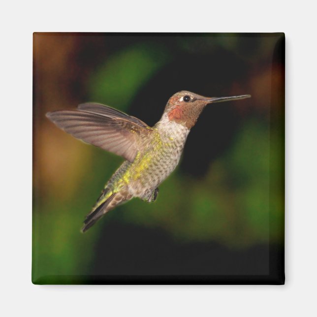Anna's Hummingbird in Flight Magnet (Front)