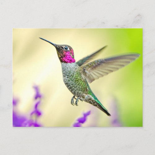 Annas Hummingbird in Flight Postcard