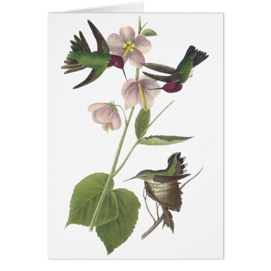 Anna's Hummingbird, James Audubon Cards (Front)