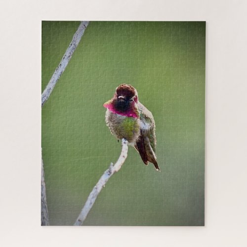 Annas Hummingbird Jigsaw Puzzle