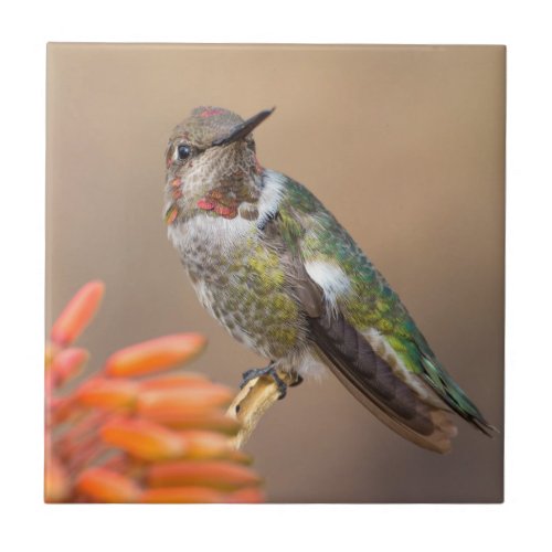 Annas Hummingbird on Orange Aloe Blossom Ceramic Tile