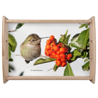 Anna's Hummingbird on Scarlet Firethorn Serving Tray