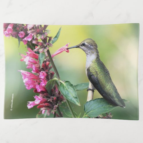 Annas Hummingbird on the Anise Hyssop Flowers Trinket Tray