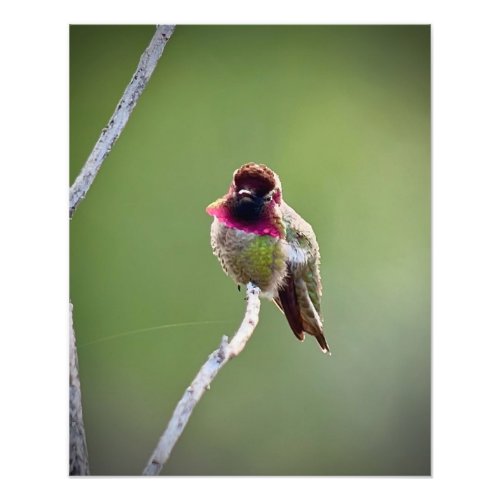 Annas Hummingbird Photo Print