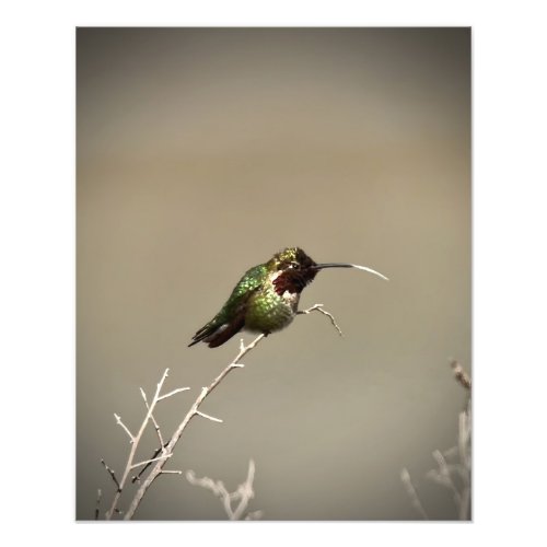 Annas Hummingbird Photo Print