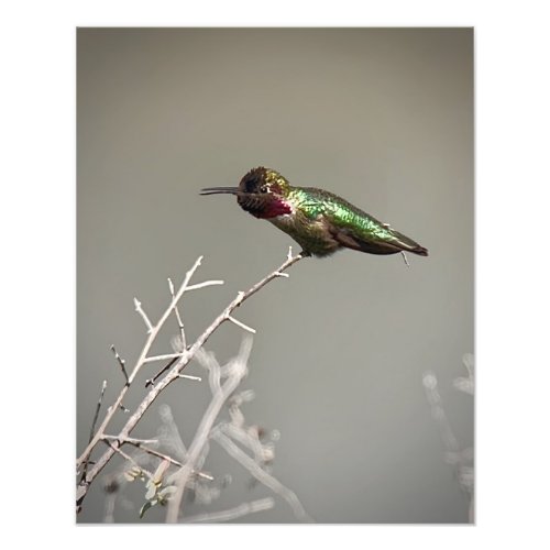 Annas Hummingbird Photo Print