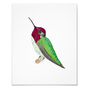 Anna's Hummingbird Photo Print