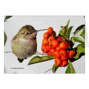 Anna's Hummingbird Poses with the Pyracantha Cards