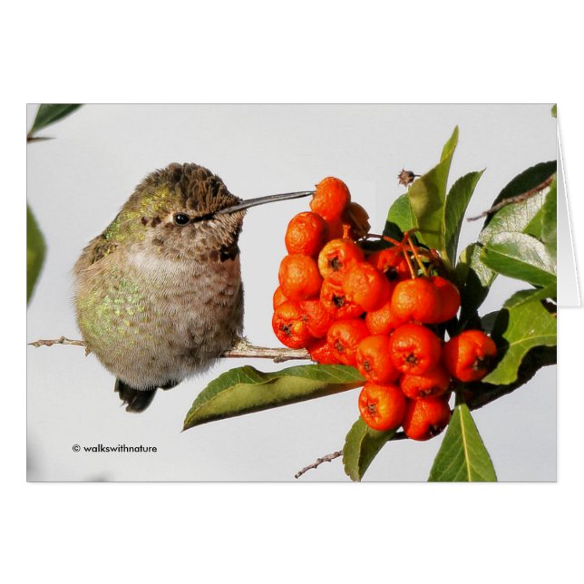 Anna's Hummingbird Poses with the Pyracantha Cards (Front Horizontal)