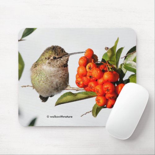 Annas Hummingbird Poses with the Pyracantha Mouse Pad