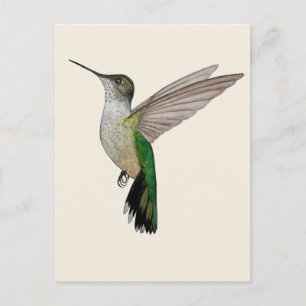 Anna's Hummingbird Postcard