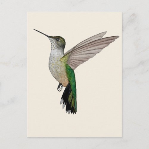 Anna's Hummingbird Postcard