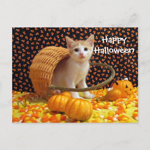 Annies Sweet Halloween Cat  Kitten Postcard