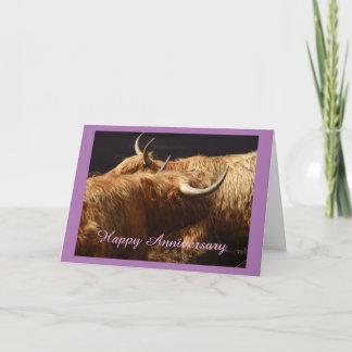 Anniversary card Highland cattle