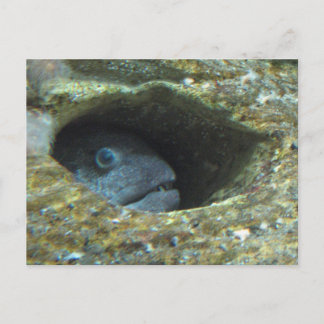 Annoyed Sentry Fish Postcard