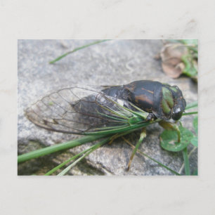 Annual Cicada #1 Postcard