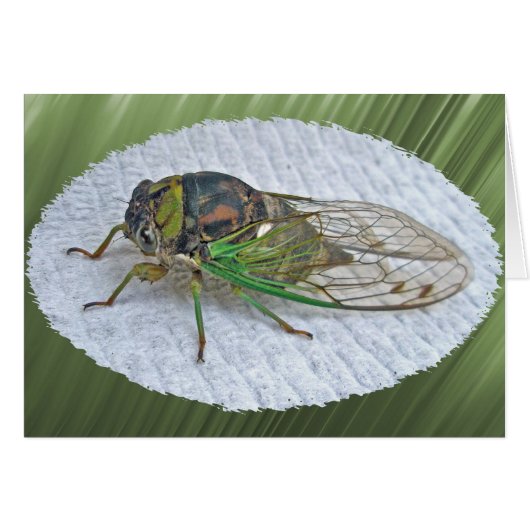 Annual Cicada Coordinating Items Cards (Front Horizontal)