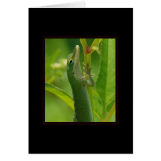 Anole98 Cards