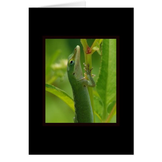 Anole98 Cards (Front)