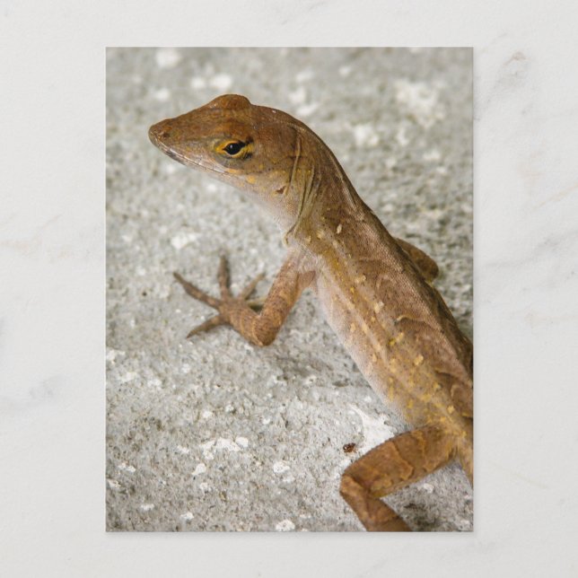 Anole #2 postcard (Front)