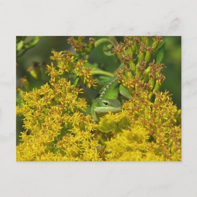 Anole in Goldenrod Postcard (Front)