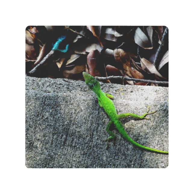 Anole Lizard 6704 Metal Print (Front)