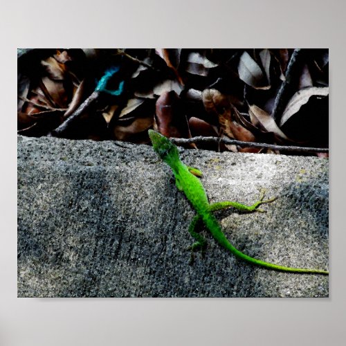 Anole Lizard 6704  Poster