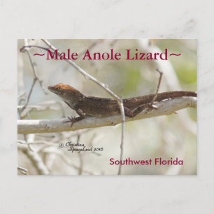 Anole lizard branch Florida Postcard