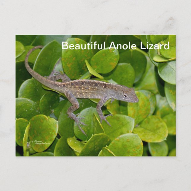 Anole Lizard in Florida Postcard (Front)