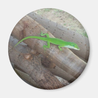 Anole Magnet