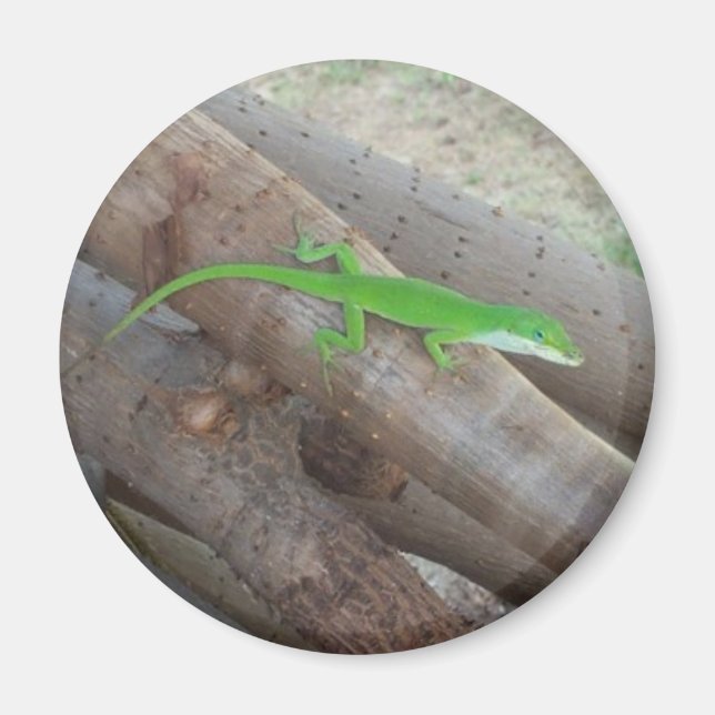 Anole Magnet (Front)