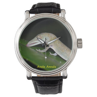 Anole Watch: Anolis occultus Watch