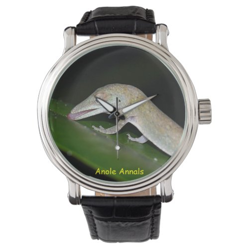 Anole Watch Anolis occultus Watch