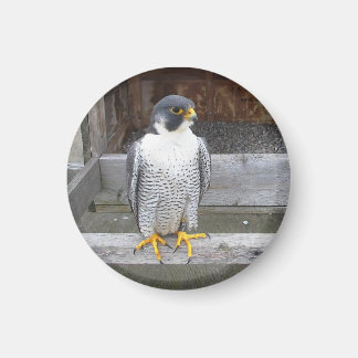 Another Archer Magnet