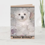 ANOTHER BIRTHDAY? Maltese Puppy Greeting Card