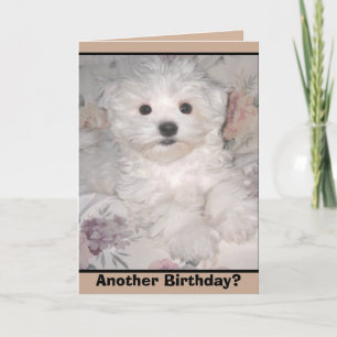 ANOTHER BIRTHDAY? Maltese Puppy Greeting Card