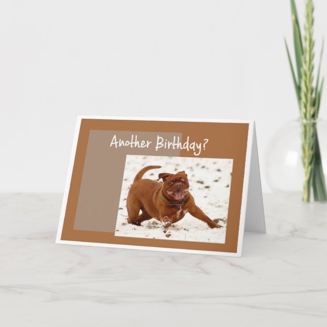Another Birthday We need to Stop this Dog Greeting Card (Front)