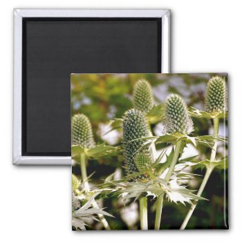 Another Cool Plant Magnet by pulsDesign at Zazzle