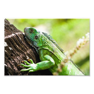 another green day photo print