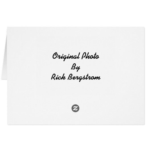 Another Marmot Portrait (Back Horizontal)