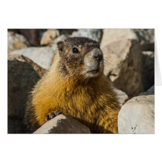 Another Marmot Portrait Cards