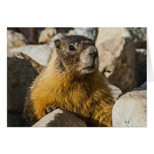 Another Marmot Portrait Cards (Front Horizontal)