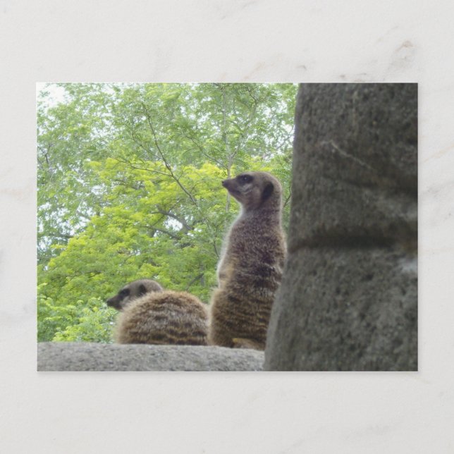 Another Meerkat Postcard (Front)