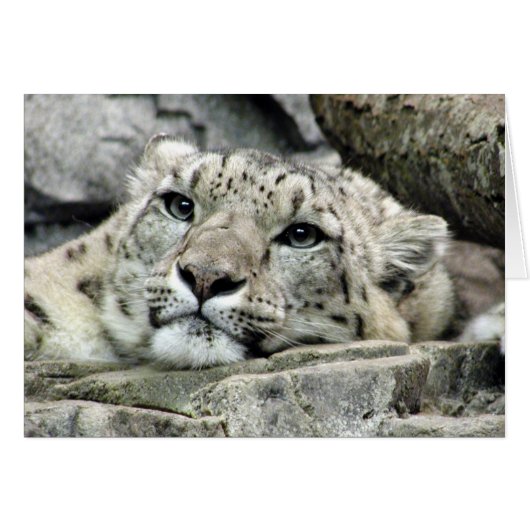 Another monday snow leopard cards (Front Horizontal)