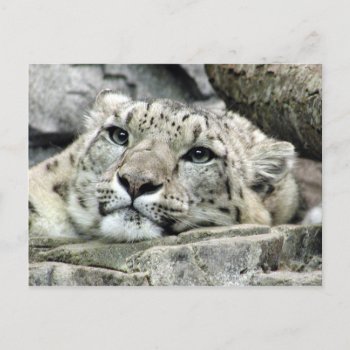 Another Monday Snow Leopard Postcard by deemac1 at Zazzle