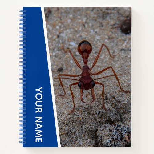 Ant Big Insect Closeup Australia Blue Notebook