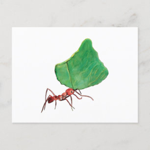Ant Carrying a Big Leaf   Postcard